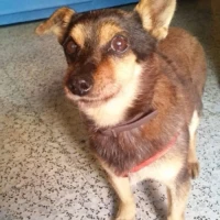 Adopta a Dimi