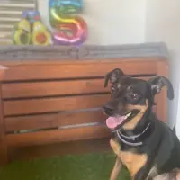 Adopta a Coco