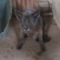 Adopta a Loba