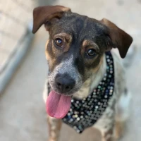 Adopta a Asia