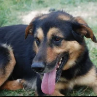 Adopta a Sheperd