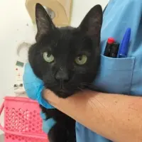 Adopta a Aloe