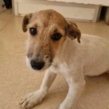 Adopta a Ron