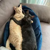 Adopta a Máximo Y Panti