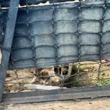 Adopta a Cachorros