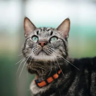 Tim