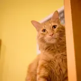 Adopta a Biscuit