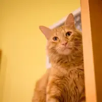 Adopta a Biscuit