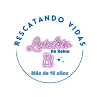 Gatos Lotelito De Reina