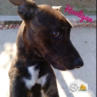 Adopta a Hooligan