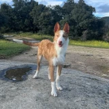 Adopta a Naruto