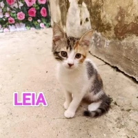 Adopta a Leia