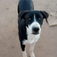 Adopta a Dogos