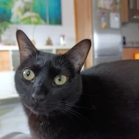 Adopta a Wicca