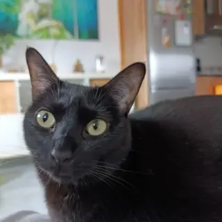 Wicca