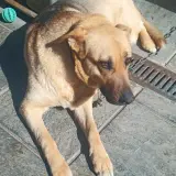 Adopta a Berta
