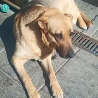 Adopta a Berta