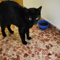 Adopta a Enrique