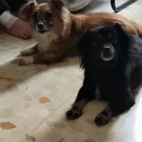 Adopta a Simba Y Nala