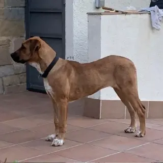 Paula