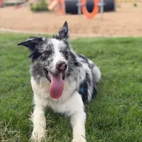 Adopta a Milo
