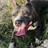 Adopta a Ares