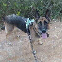 Adopta a Kira Pastora