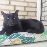Adopta a Hielo Y Fuego