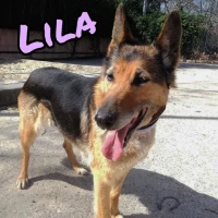 Adopta a Lila