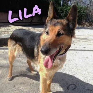 Lila