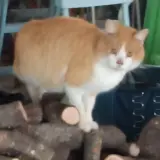 Adopta a Cola