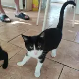 Adopta a Luci