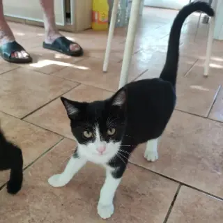 Luci
