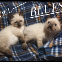 Adopta a Gatitos