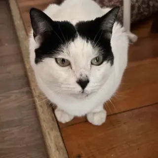 Kora