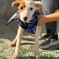 Adopta a Níger