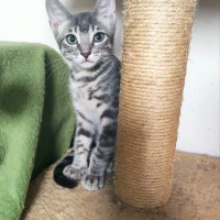 Adopta a Bufi
