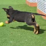 Adopta a Tricolor