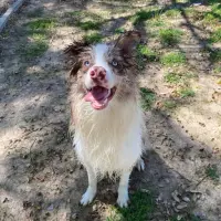 Adopta a Indio