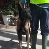 Adopta a Gru