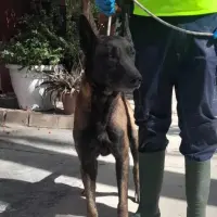 Adopta a Gru