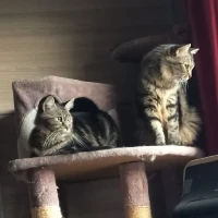 Adopta a Sacha Y Deborah Ang