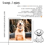 Adopta a Lucas