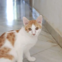 Adopta a Cheddar