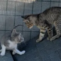 Adopta a Pulga Y Ácaro