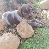 Adopta a Buñuelo