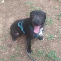 Adopta a Espinete