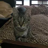Adopta a Tigresa Mat