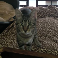 Adopta a Tigresa Mat