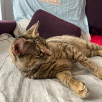 Adopta a Tiki